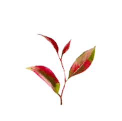 leaf_2