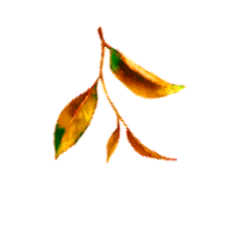 leaf_3
