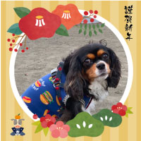 お歳暮